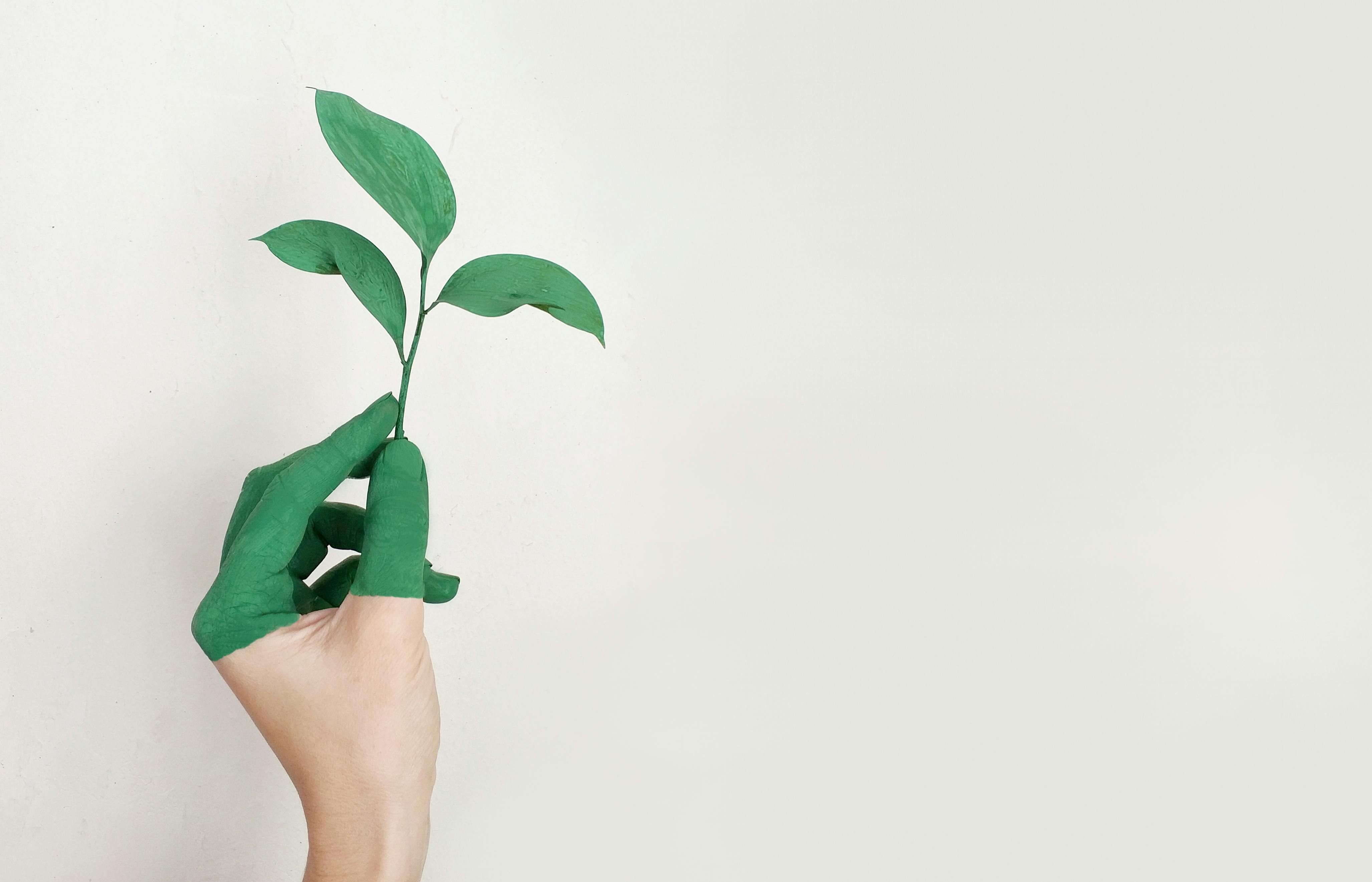 Resveratrol: Nature’s Defense Against Cellular Aging